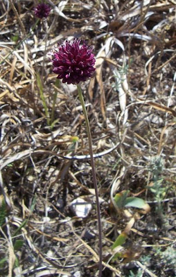 Aglio delle bisce Aglio delle bisce