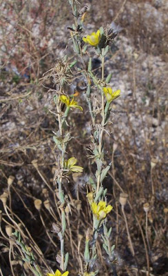 Lactuca viminea,
Lattuga alata,
Pliant Lettuce