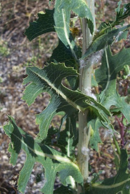 Lactuca serriola,
alface-brava-menor,
alface-de-espinho,
alface-silvestre,
China lettuce,
Erba Bussola,
escarola,
laitue sauvage,
laitue scarole,
Lattona,
Lattuga selvatica,
lechuga espinaca,
lechuga silvestre,
prickly lettuce