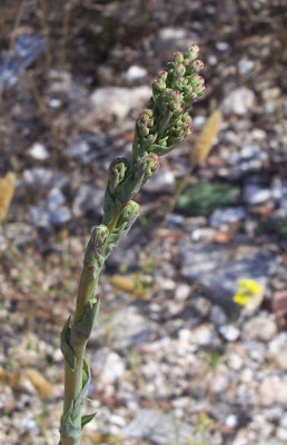 Lactuca serriola,
alface-brava-menor,
alface-de-espinho,
alface-silvestre,
China lettuce,
Erba Bussola,
escarola,
laitue sauvage,
laitue scarole,
Lattona,
Lattuga selvatica,
lechuga espinaca,
lechuga silvestre,
prickly lettuce