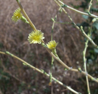 Lactuca serriola,
alface-brava-menor,
alface-de-espinho,
alface-silvestre,
China lettuce,
Erba Bussola,
escarola,
laitue sauvage,
laitue scarole,
Lattona,
Lattuga selvatica,
lechuga espinaca,
lechuga silvestre,
prickly lettuce