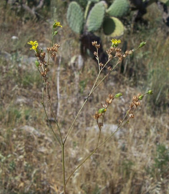 French flax French flax