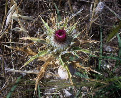 Woolly Carline Thistle Woolly Carline Thistle
