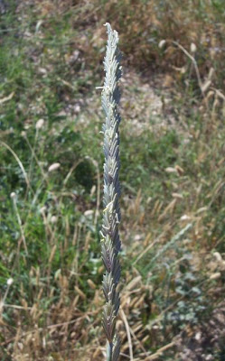 Caprinella Caprinella