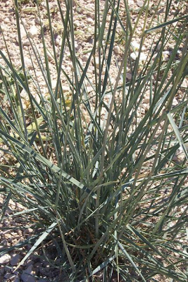 Caprinella Caprinella