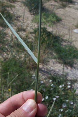 Caprinella Caprinella