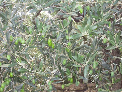 Manfredonia, Orto in loc. S. Tecchia