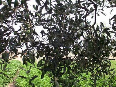 Manfredonia, Orto in loc. S. Tecchia