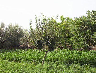 Manfredonia, Orto in loc. S. Tecchia