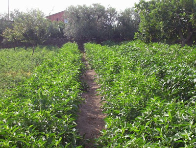 Manfredonia, Orto in loc. S. Tecchia