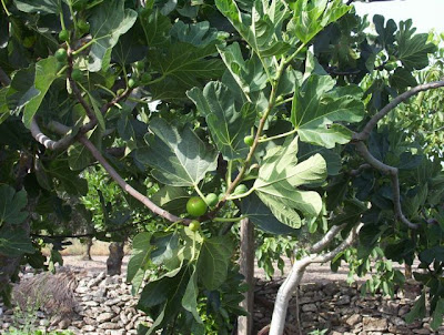Manfredonia, Orto in loc. S. Tecchia