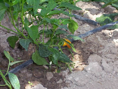 Manfredonia, Orto in loc. S. Tecchia