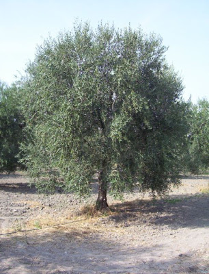 Manfredonia, Oliveto
