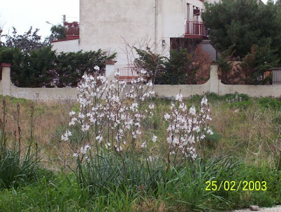 Manfredonia, Asfodelo mediterraneo