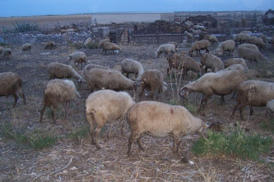 Manfredonia, Allevamento di ovini