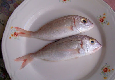 Pagellus erythrinus