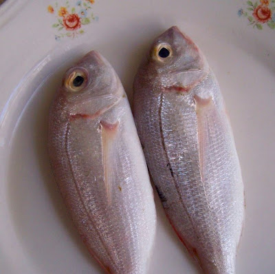Pagellus erythrinus