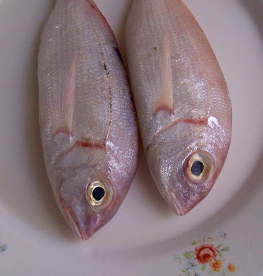 Pagellus erythrinus
