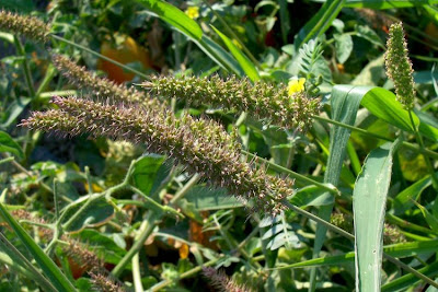 Hibrid Bristle Grass