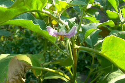 Brinjal eggplant