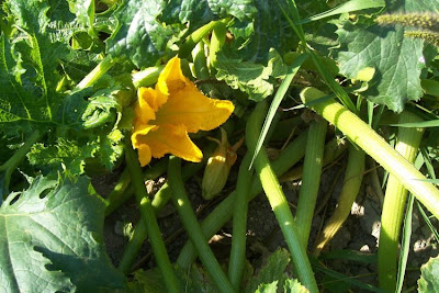 Field pumpkin