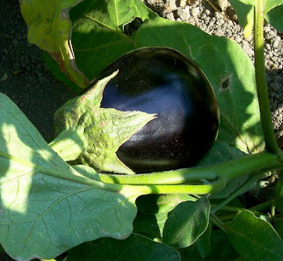 Brinjal eggplant