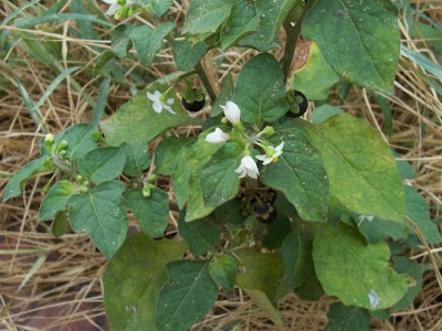 Garden nightshade