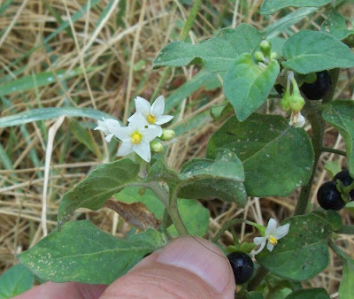 Garden nightshade