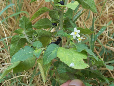 Garden nightshade