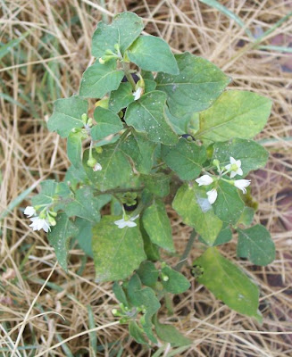 Garden nightshade