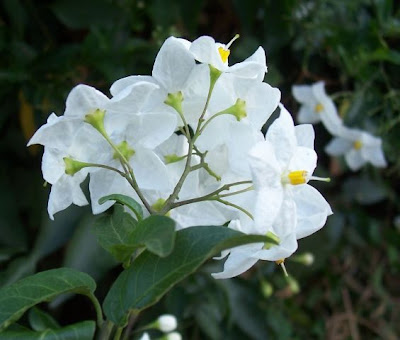 Jasmine nightshade