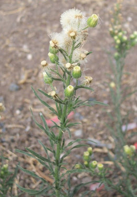 Flax-leaf fleabane