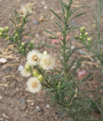 Flax-leaf fleabane