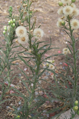 Flax-leaf fleabane