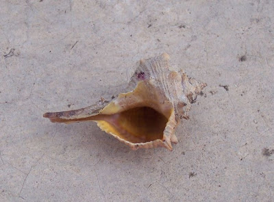 Bolinus brandaris Bolinus brandaris