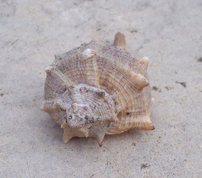 Bolinus brandaris Bolinus brandaris