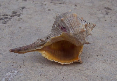 Bolinus brandaris Bolinus brandaris