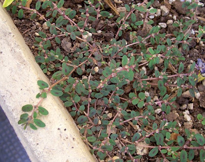 Chamaesyce maculata (L.) Small