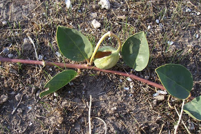 Caper Plant Caper Plant