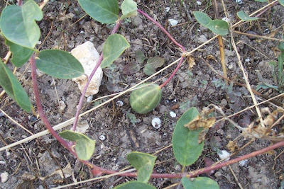 Caper Plant Caper Plant