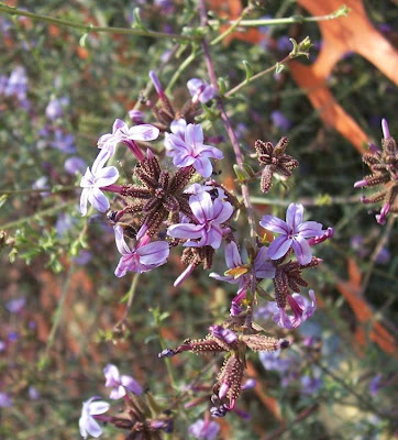 European plumbago
