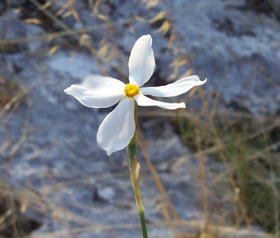 Narcissus serotinus L.