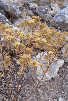 Clustered Carline Thistle
