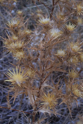 Clustered Carline Thistle