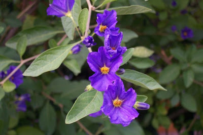 Blue potato-bush Blue potato-bush