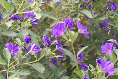 Blue potato-bush Blue potato-bush