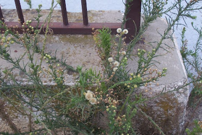 Flax-leaf fleabane
