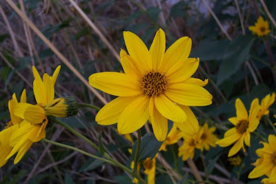 Casta�a de tierra