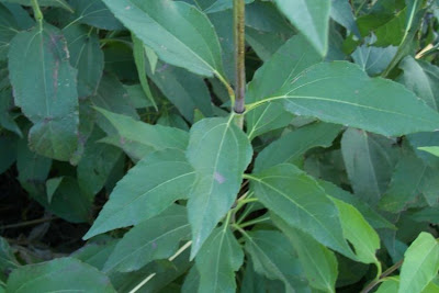 Casta�a de tierra
