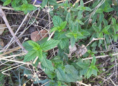 Mentha spicata L.